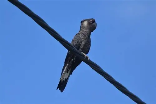 Baudin's Black Cockatoo: Sifa, Historia, Chakula & Mwongozo wa Matunzo (pamoja na Picha)