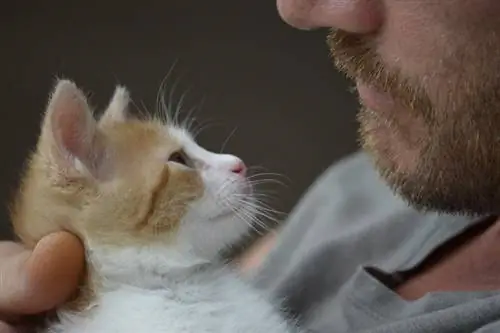 10 merkkiä, jonka kissa on painanut sinuun: Eläinlääkärin hyväksymä todiste