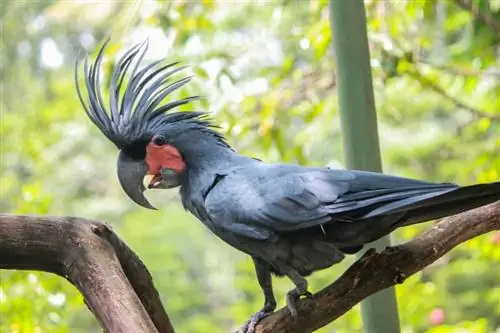 Black Palm Cockatoo: Ciri-ciri, Sejarah & Penjagaan (dengan Gambar)