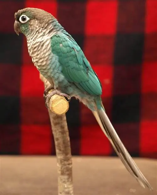 Turcoaz Green-Cheeked Conure: History, & Care (cu imagini)