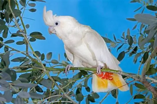 Rödventilerad kakadua: egenskaper, historia, & Vård (med bilder)