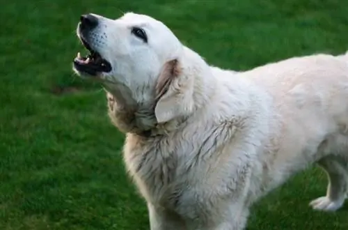 Hur länge kan en hund skälla lagligt i USA? Regler för stat efter stat