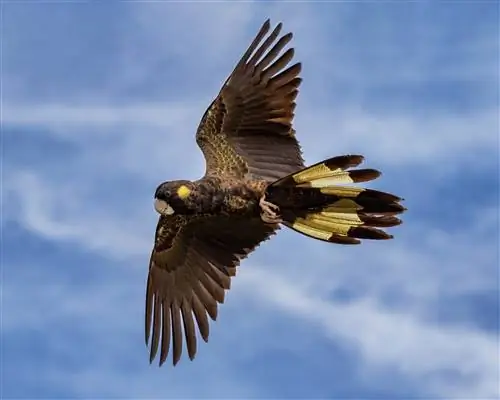 Dzeltenastes melnais kakadu: iezīmes, vēsture, & aprūpe (ar attēliem)