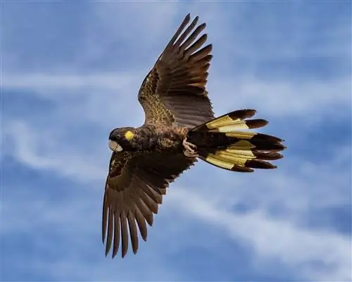 Cacatúa negra de cola amarilla: rasgos, historia, & Cuidado (con imágenes)