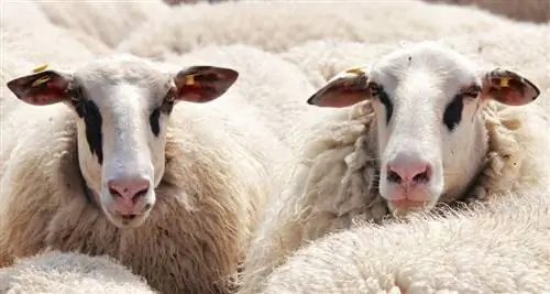 Was fressen Schafe in freier Wildbahn und als Haustiere? Diät & Gesundheitsfakten
