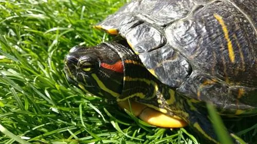 ¿Qué comen las tortugas de orejas rojas en la naturaleza & como mascotas? Dieta & Datos de Salud