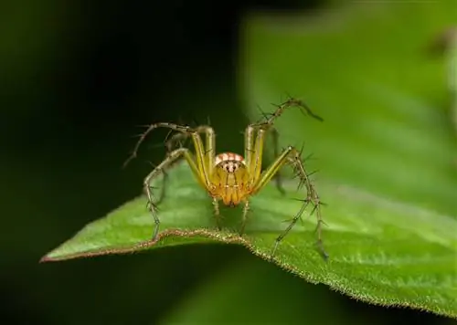 Arkansasest leitud 10 ämblikku (koos piltidega)