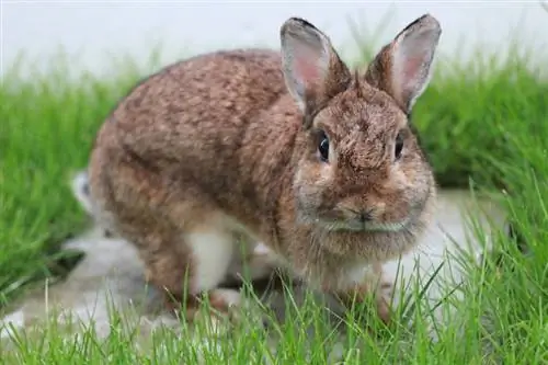 Por que meu coelho está respirando rápido? 8 razões aprovadas pelo veterinário
