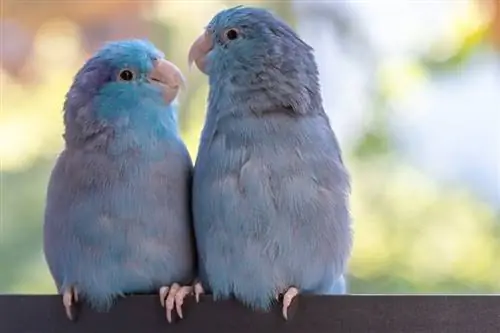 12 Mutasi Warna Parrotlet (Dengan Gambar)