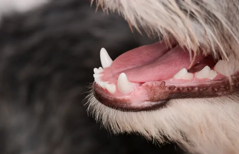 Hvorfor lugter min hunds ånde metallisk? 8 dyrlægeanmeldte grunde & Forebyggelse
