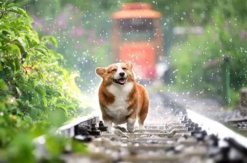 Chó có thích mưa không? Tại sao những người khác không & Mẹo an toàn