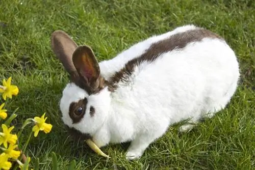 Райнландър заек: грижа, темперамент, местообитание & черти (със снимки)