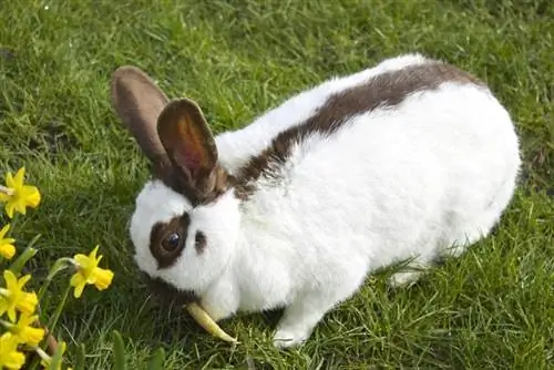 Rhinelander Rabbit: hoito, luonne, elinympäristö & piirteet (kuvien kanssa)