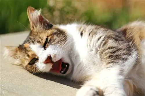 ¿Por qué mi gato tose? 7 Razones revisadas por veterinarios & Opciones de tratamiento