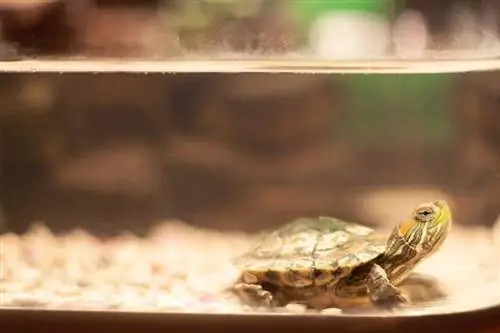 10 - bezmaksas bruņurupuču novietņu plāni, ko varat izveidot jau šodien (ar attēliem)