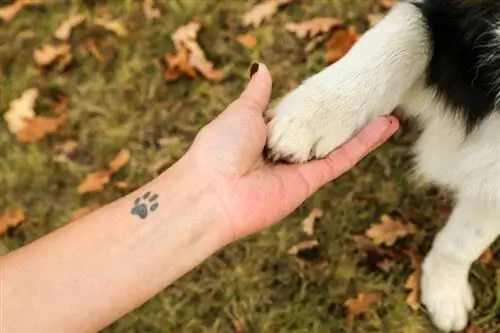 Har alla hundar vävda fötter? 8 raser som gör det (med bilder)