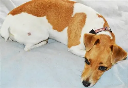 Infections fongiques chez les chiens : notre vétérinaire explique les signes, la prévention et le traitement &