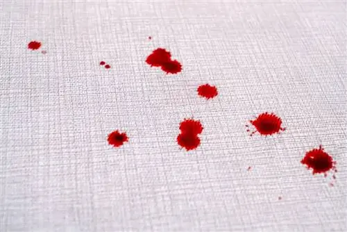 Tại sao con mèo của tôi để lại những giọt máu trên sàn nhà? Bác sĩ thú y của chúng tôi giải thích 7 lý do tiềm năng