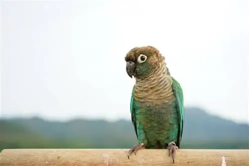 6 Groenwang Conure Mutasies (Met Prente)