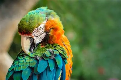 Zašto papagaji mašu glave? 6 mogućih razloga