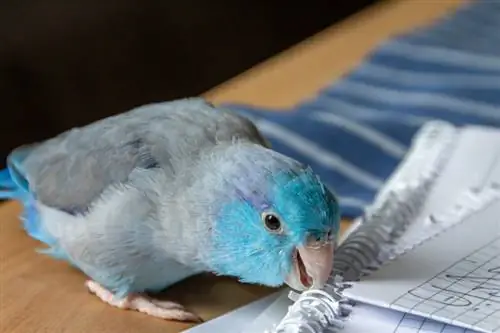 10 sinais de que seu papagaio gosta de você: comportamento explicado