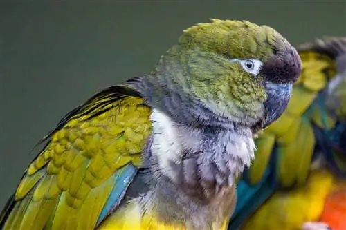 Patagonian Conure: Personality, Food & Care Guide
