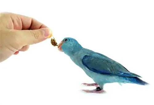 Kā izveidot saikni ar savu papagaiļu: 6 pārbaudīti padomi