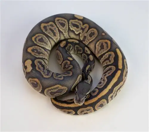 Leopard Ball Python Morph: факты, фотографии внешнего вида & Руководство по уходу