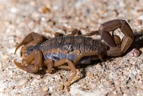 3 вида скорпиони, открити в Джорджия (със снимки)