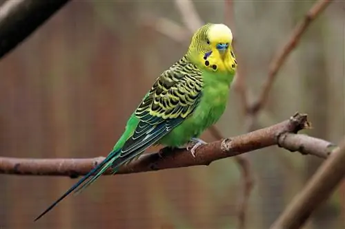 Muški ili ženski papagaj: 6 načina za prepoznavanje razlika (sa slikama)