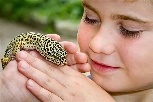 ¿A los geckos leopardo les gusta que los sostengan? Datos sobre reptiles &