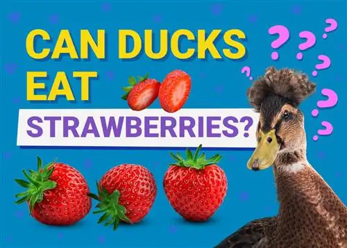 Môžu kačice jesť jahody? Nutričné fakty schválené veterinárom & často kladené otázky