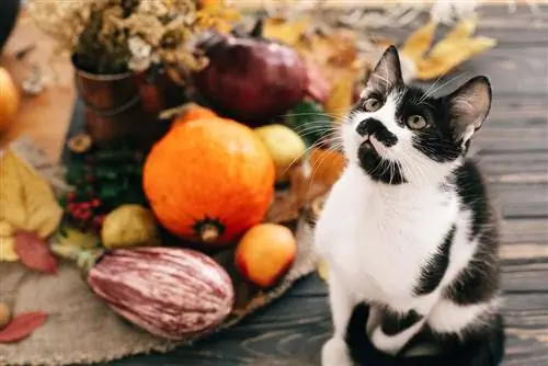 Šta mačke mogu jesti na Dan zahvalnosti? 9 opcija odobrenih od strane veterinara