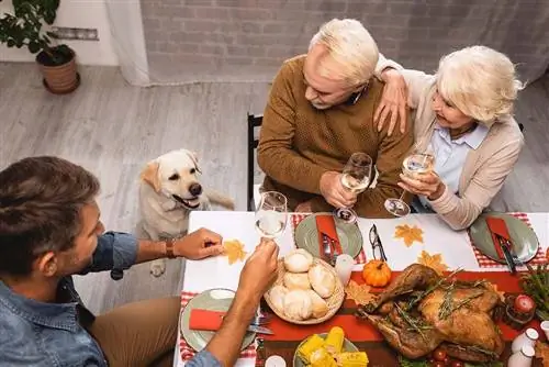 რისი ჭამა შეუძლიათ ძაღლებს მადლიერების დღეს? 8 ვეტერინარის მიერ დამტკიცებული ვარიანტი