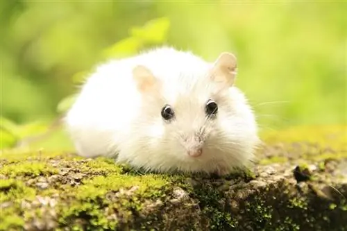Kan hamsters swem? Interessante feite & Gereelde vrae