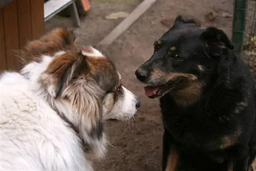 Ինչպե՞ս են շները շփվում միմյանց հետ: Հաղորդակցության 3 կատեգորիա