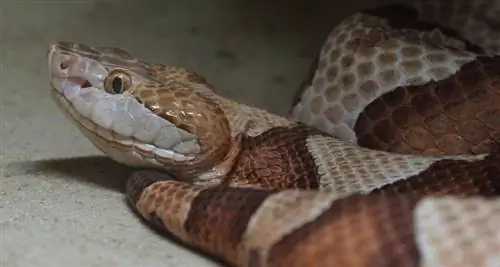 10 slangen gevonden in Arkansas (met foto's)