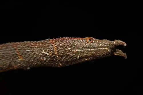 ¿Las serpientes con tentáculos son buenas mascotas? Orientación, Datos & Preguntas frecuentes