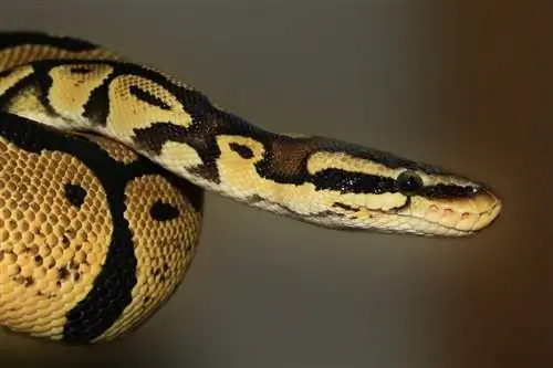 Harlequin Ball Python Morph: өзгөчөлүктөрү, тарыхы, & Care (сүрөттөр менен)