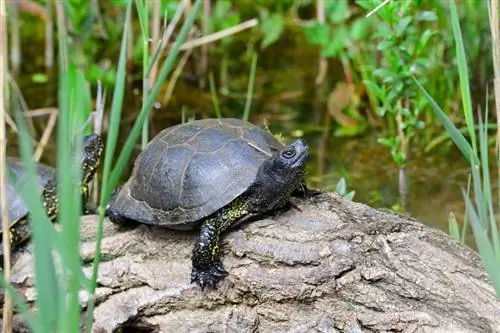 Skildpaddearter fundet i Tyskland (med billeder)