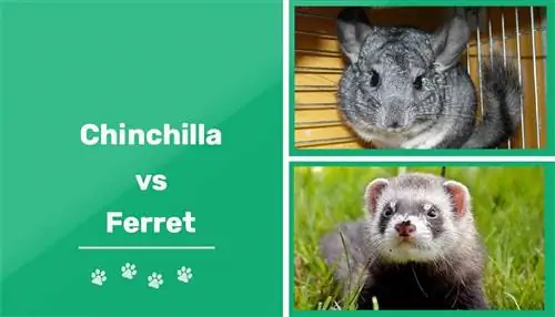 Chinchilla vs. Ferret: principais diferenças (com fotos)