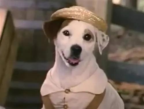 विशबोन किस नस्ल का कुत्ता था? टेलीविजन कुत्ते प्रस्तुत किये गये