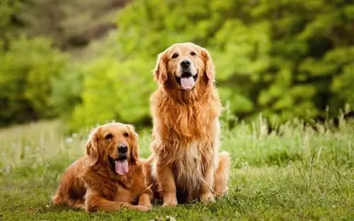Berapa Biayanya untuk Memiliki Anjing Golden Retriever? Panduan Harga 2023