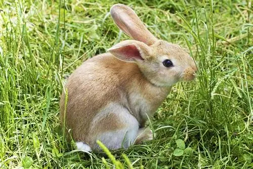 Els conills poden menjar herba? Fets aprovats pel veterinari & PMF