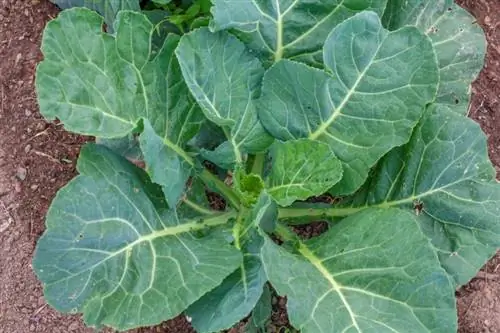 Kan kaniner äta Collard Greens? Veterinär godkänd näringsfakta