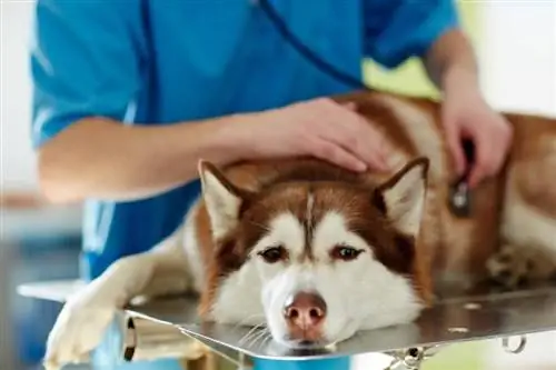 مسمومیت با سرب در سگ: علل & علائم توضیح داده شده
