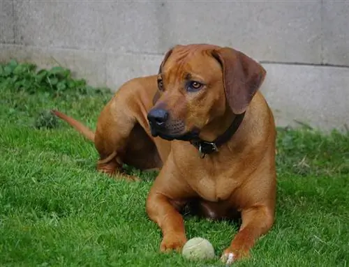 Rhodesian Ridgeback Lifespan: Facts & FAQ