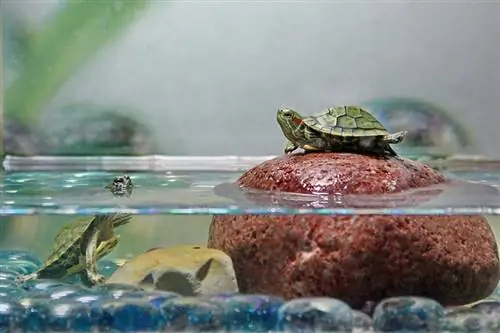 Milyen gyakran kakilnak a teknősök? Állatorvos által felülvizsgált tények & GYIK