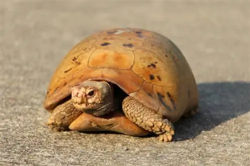 Come capire l'età di una tartaruga: 7 consigli di esperti esaminati dal veterinario