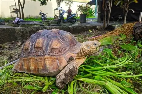 Amb quina freqüència mengen les tortugues? Fets revisats per veterinaris & Guia d'atenció